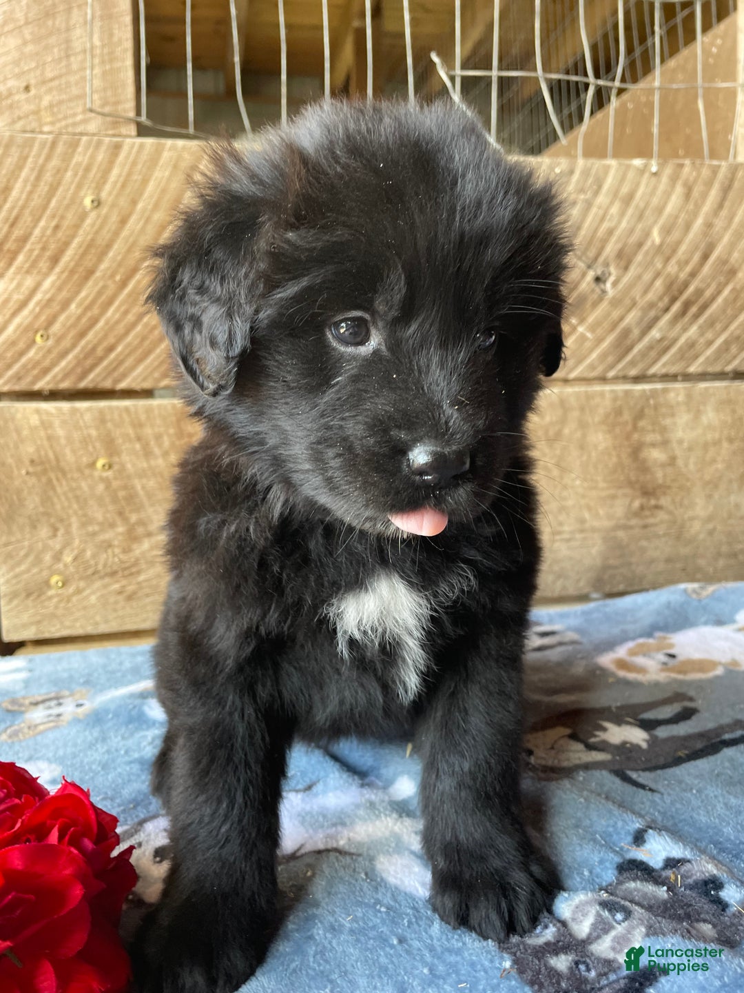 Mixed Breed dogs for sale: Ebony - Ad 3
