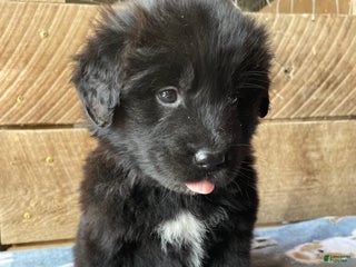 Mixed Breed dogs Ebony - Ad 41