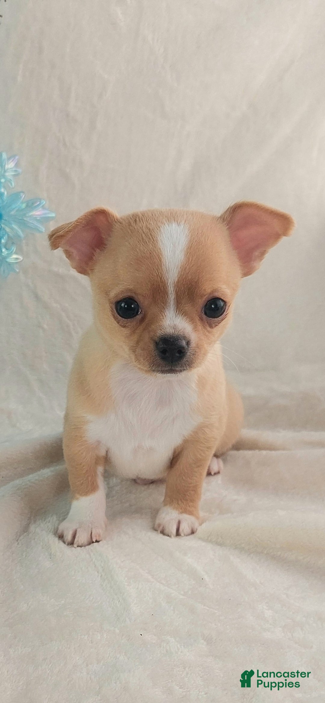 Chihuahua dogs for sale: Linus - Ad 2