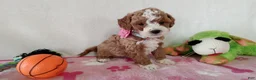 Cavapoo dogs for sale: Polly - Ad 5
