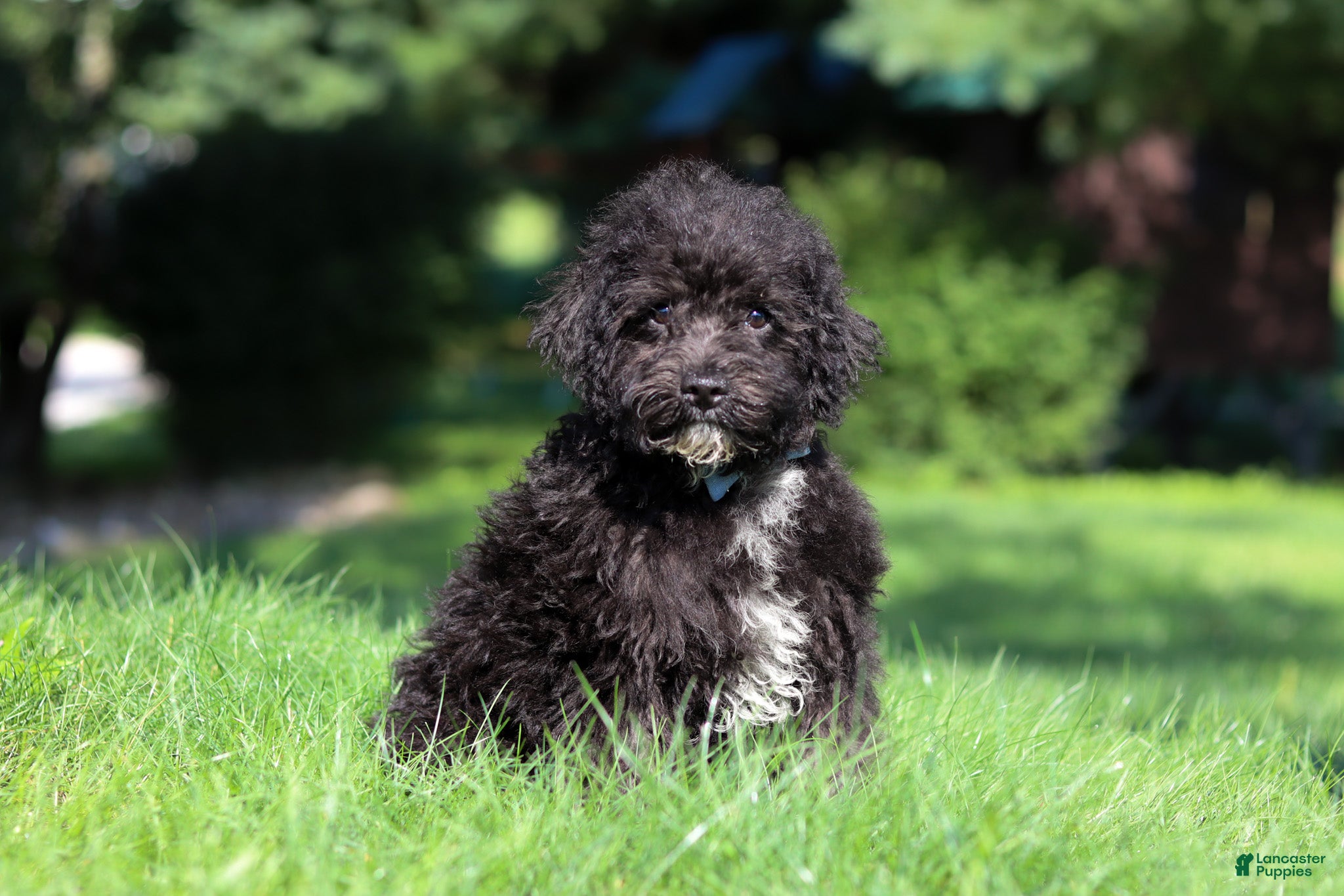 Yorkiepoo dogs Bubba - Ad 1