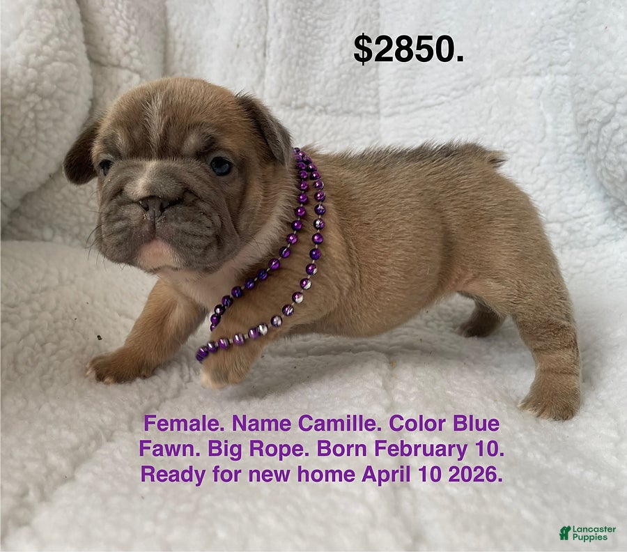 French Bulldog dogs Camille - Ad 1
