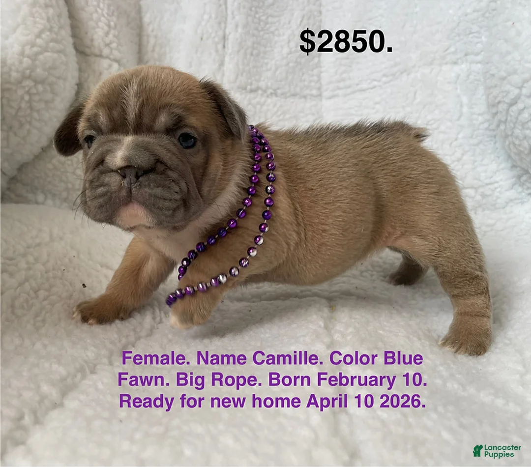 French Bulldog dogs for sale: Camille - Ad 1