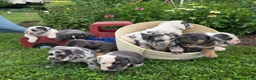 Olde English Bulldogge dogs for sale: Gabe - Ad 6