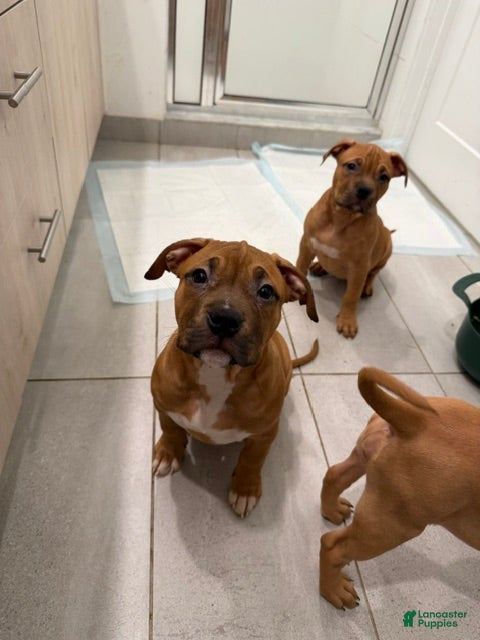 American Bully dogs Puppy3 female - Ad 2