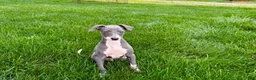 Italian Greyhound dogs for sale: Corbin  - Ad 12
