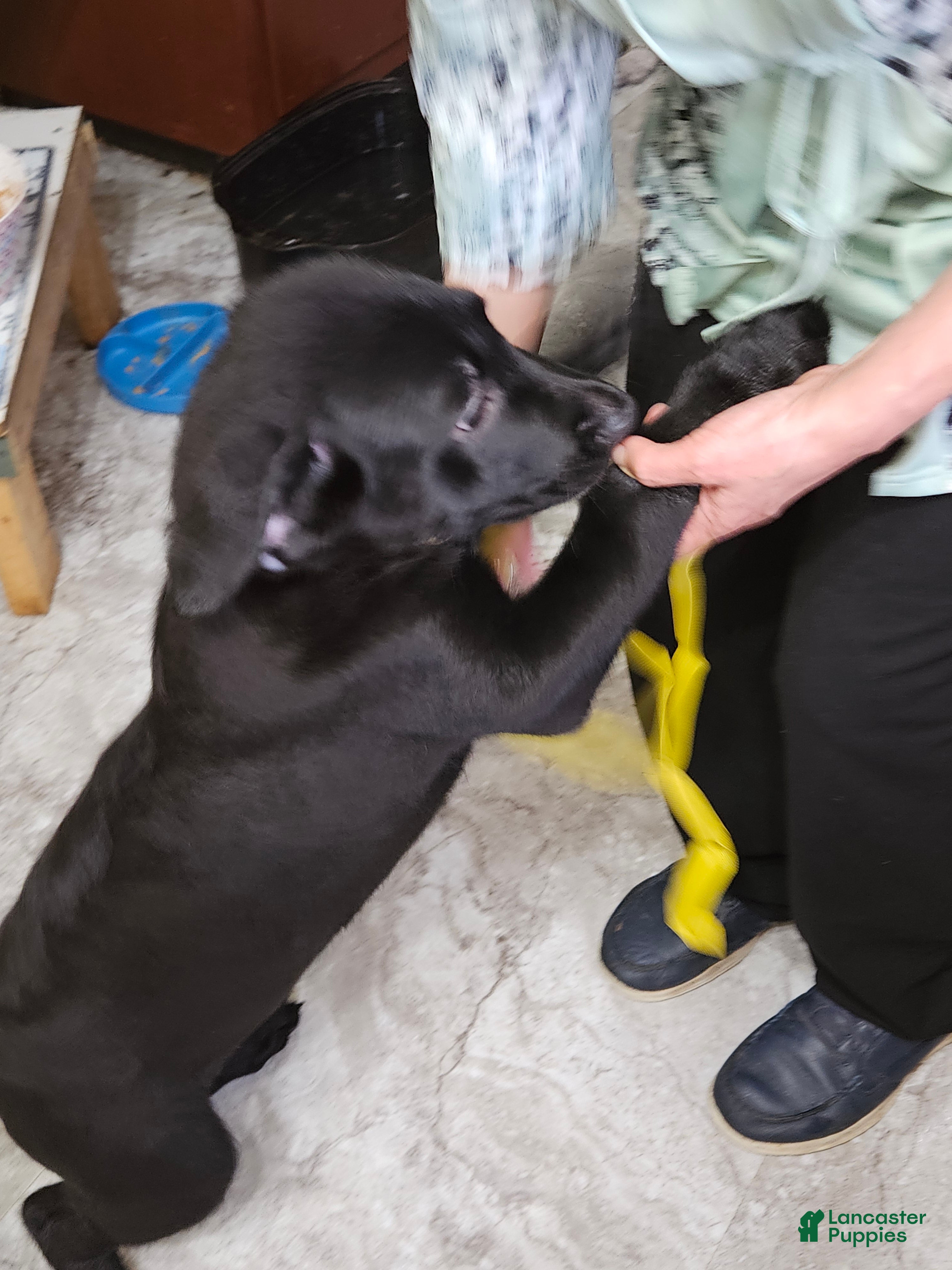 Mixed Breed dogs  Puppy 3 Yellow - Ad 5