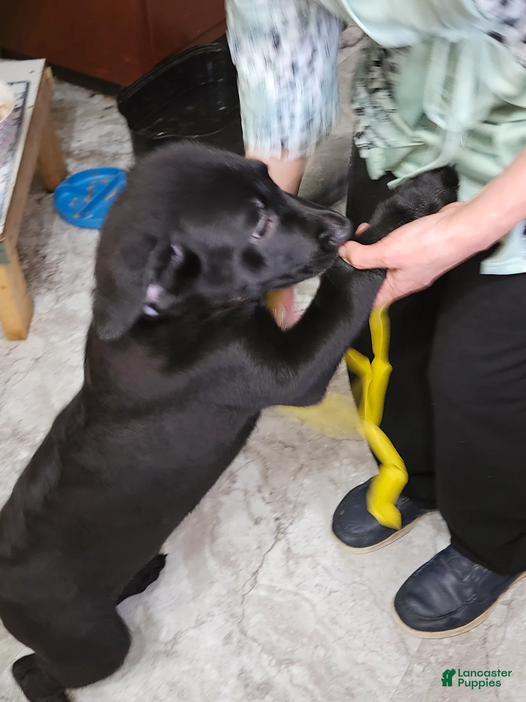 Mixed Breed dogs for sale:  Puppy 3 Yellow - Ad 1