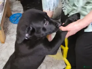 Mixed Breed dogs Puppy 3 Yellow - Ad 11