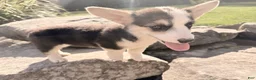 Welsh Corgi Pembroke dogs for sale: Kelsy - Ad 20