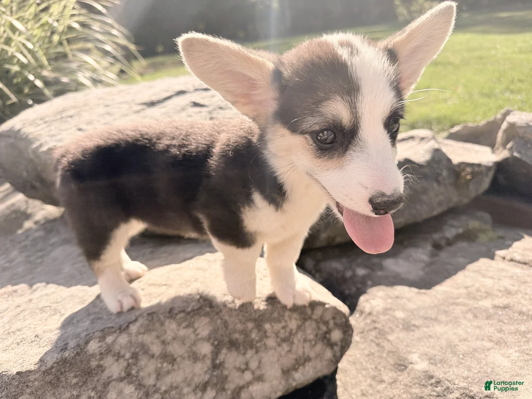 Welsh Corgi Pembroke dogs for sale: Kelsy - Ad 20
