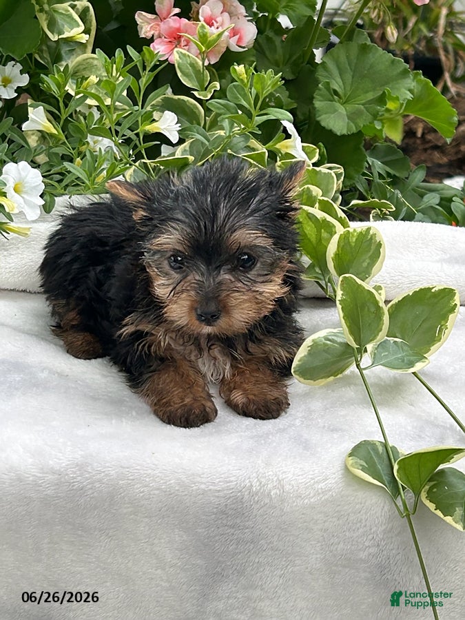Yorkshire Terrier dogs Kody - Ad 1