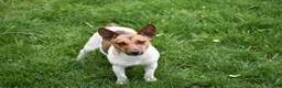 Jackapoo dogs for sale: Elora - Ad 8