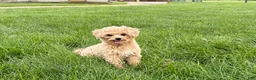 Maltipoo dogs for sale: Tiny - Ad 5