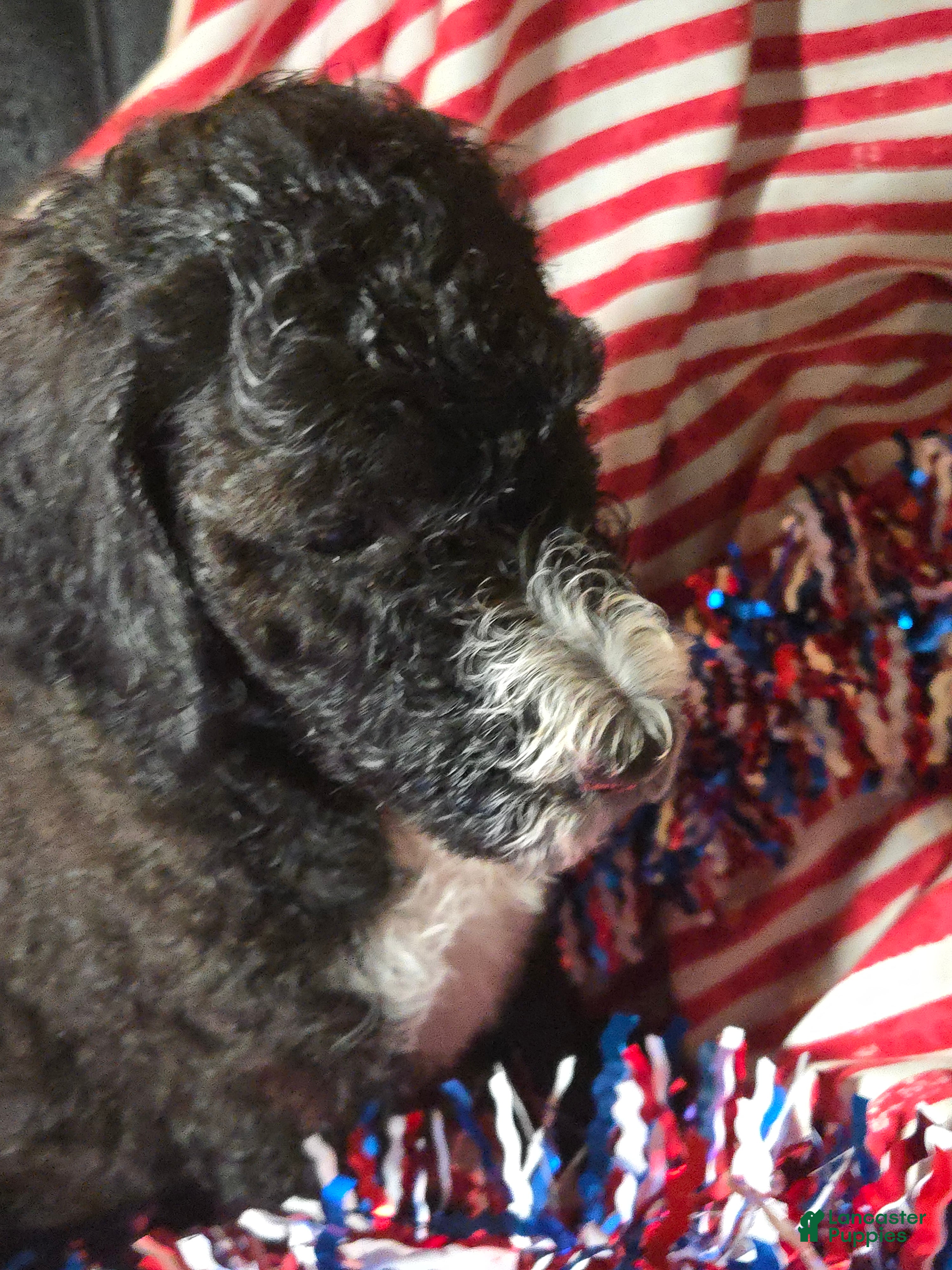 Standard Poodle dogs Beaumont  - Ad 1