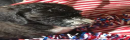 Standard Poodle dogs for sale: Beaumont  - Ad 1
