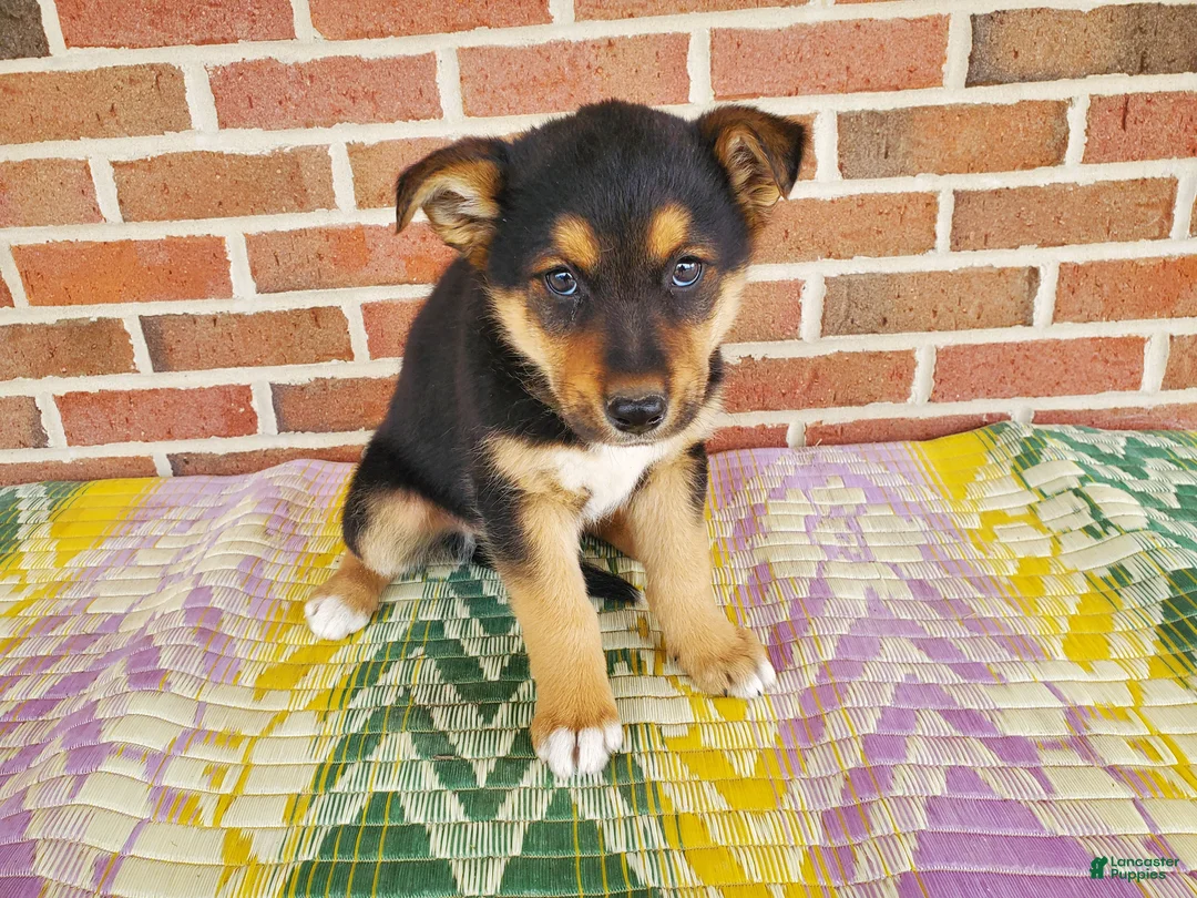 Mixed Breed dogs for sale: Samson - Ad 5