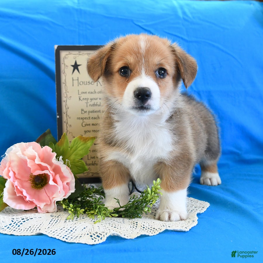 Welsh Corgi Pembroke dogs Cash - Ad 1