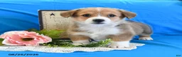 Welsh Corgi Pembroke dogs for sale: Cash - Ad 3