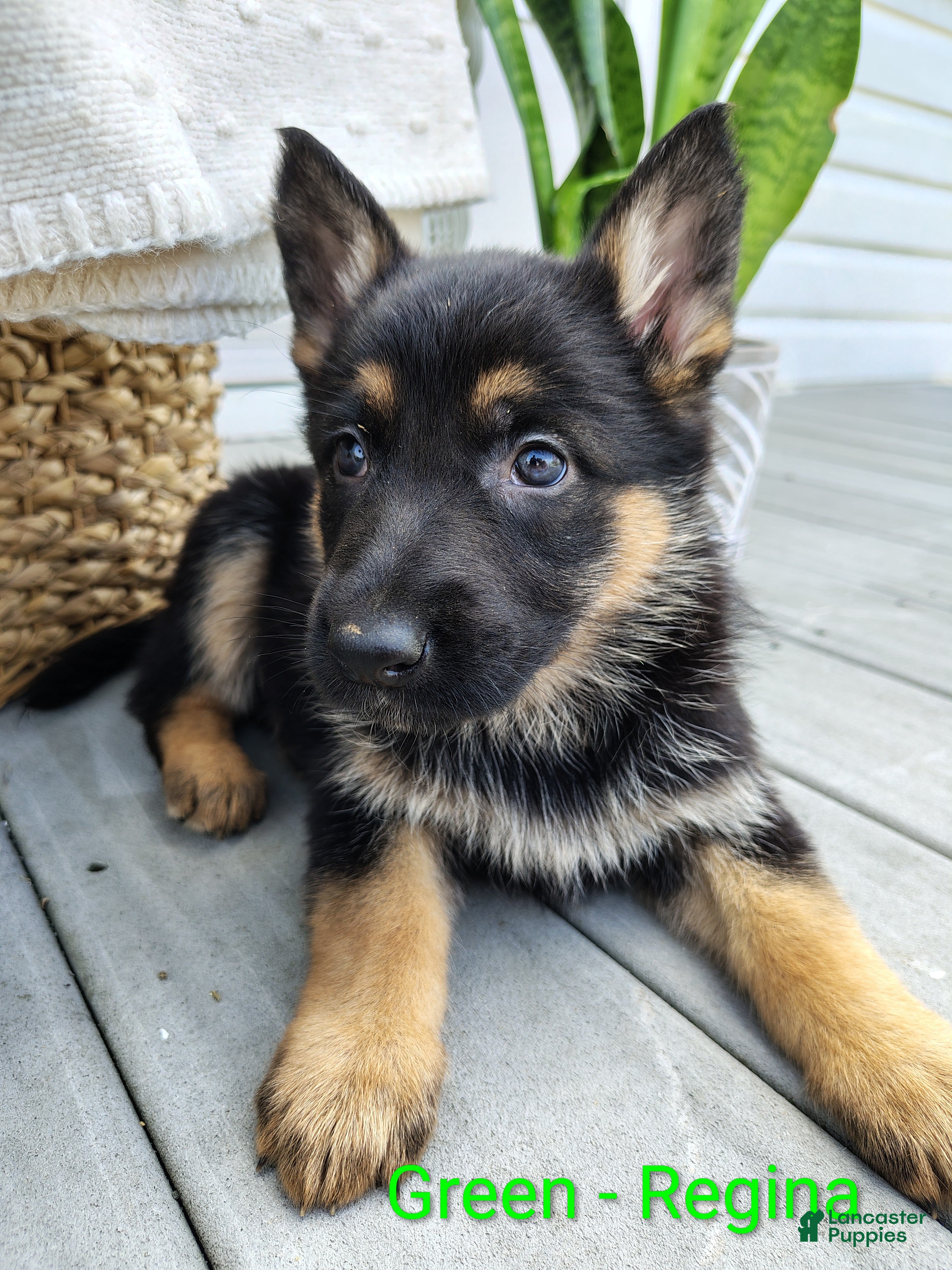 German Shepherd dogs Regina  - Ad 1