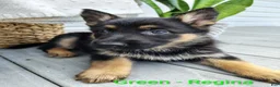 German Shepherd dogs for sale: Regina  - Ad 1
