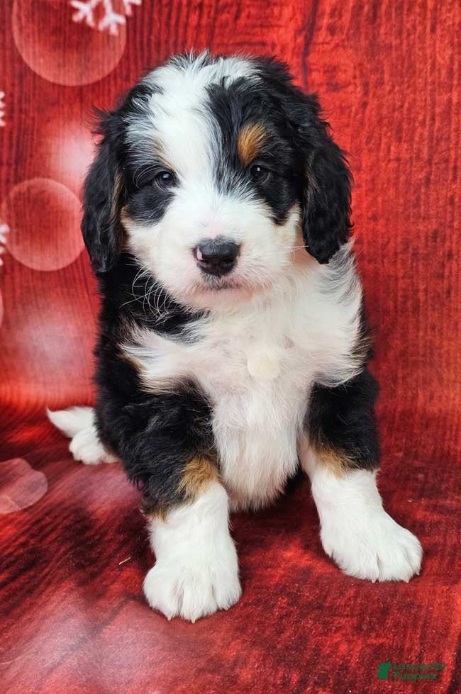 Mini Bernedoodle dogs Trey - Ad 8