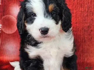 Mini Bernedoodle dogs Trey - Ad 8