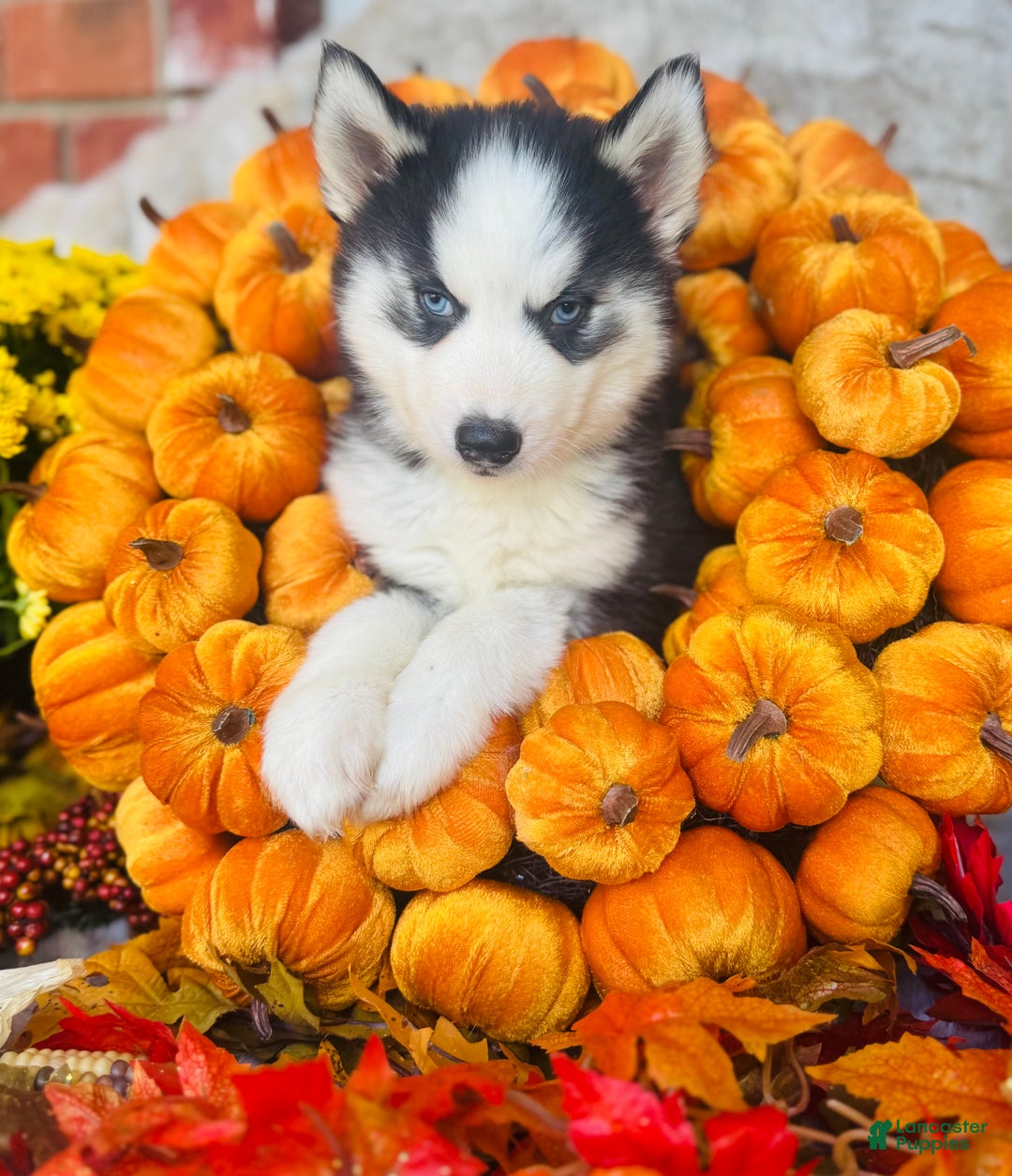 Siberian Husky dogs for sale: Siberian Husky Puppy 3 - Ad 7