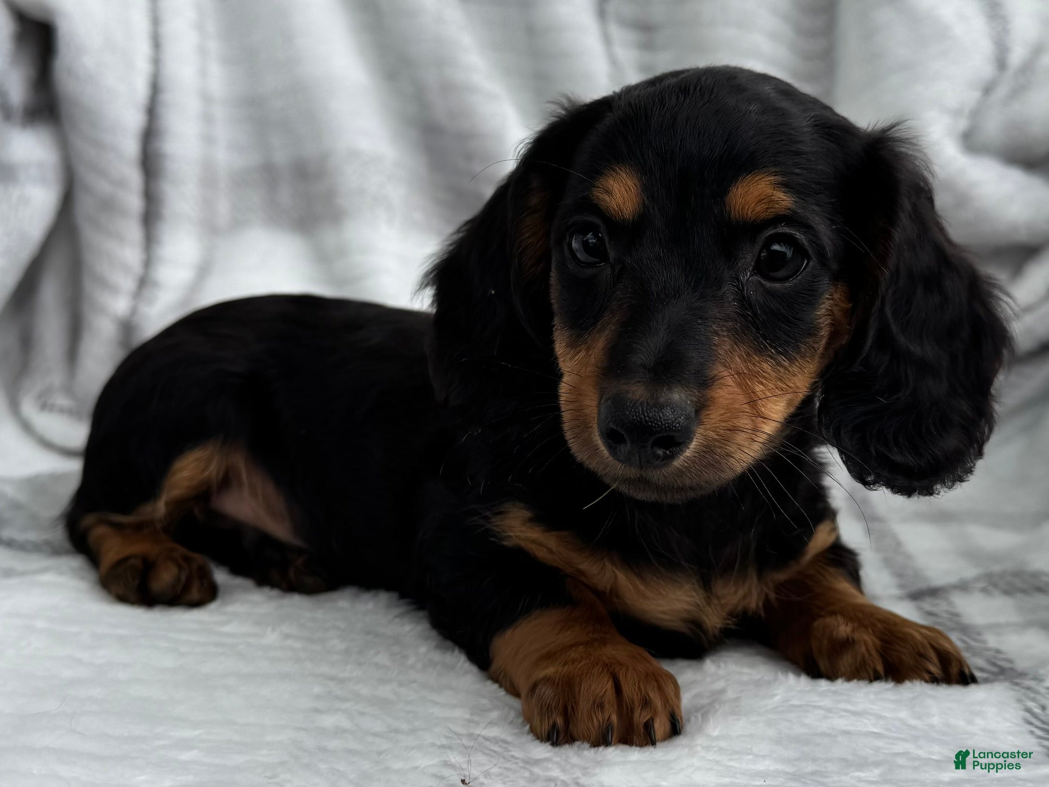 Dachshund dogs Devo - Ad 1
