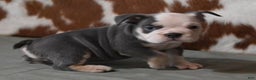 English Bulldog dogs for sale: BREE, FEMALE BLUE TRI - Ad 1