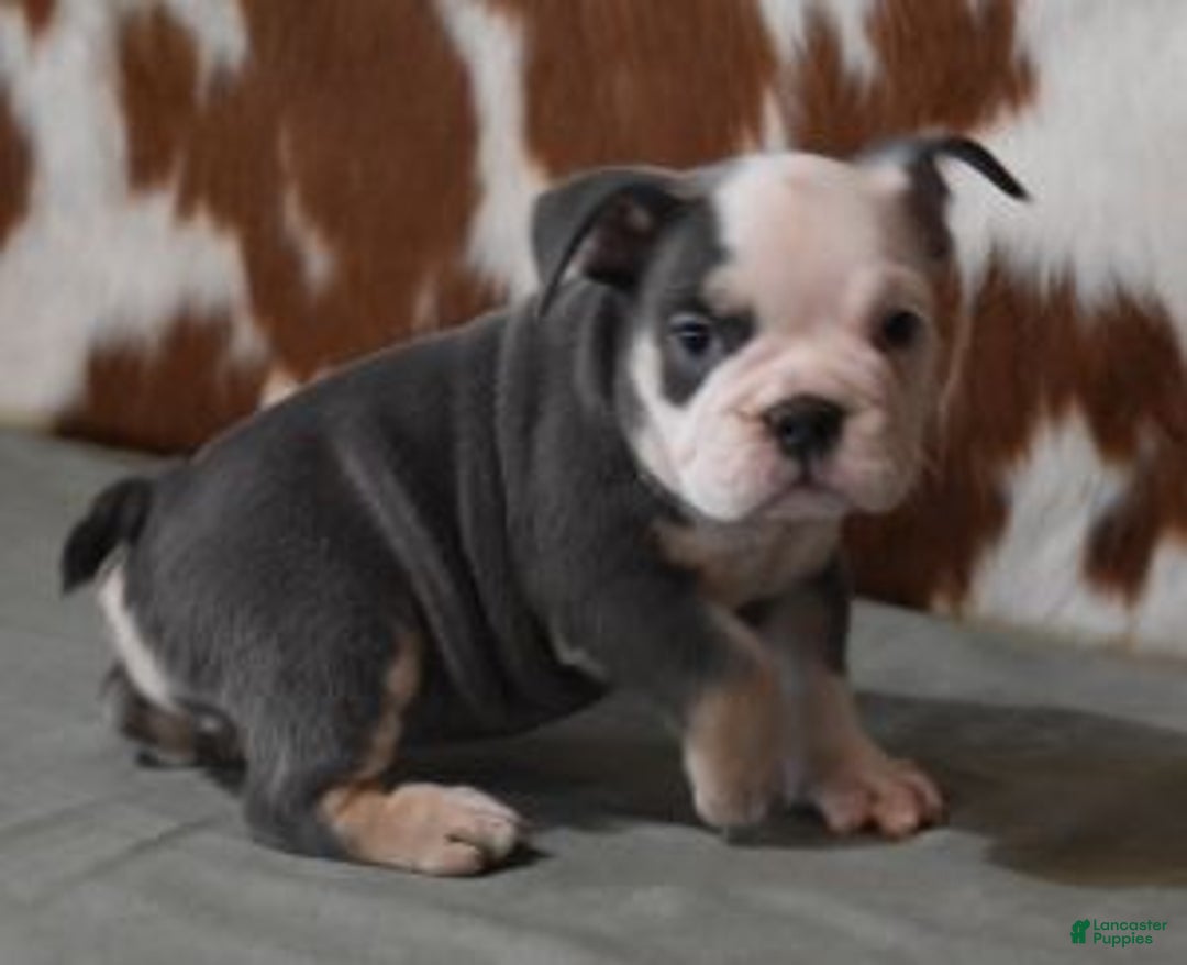 English Bulldog dogs for sale: BREE, FEMALE BLUE TRI - Ad 1