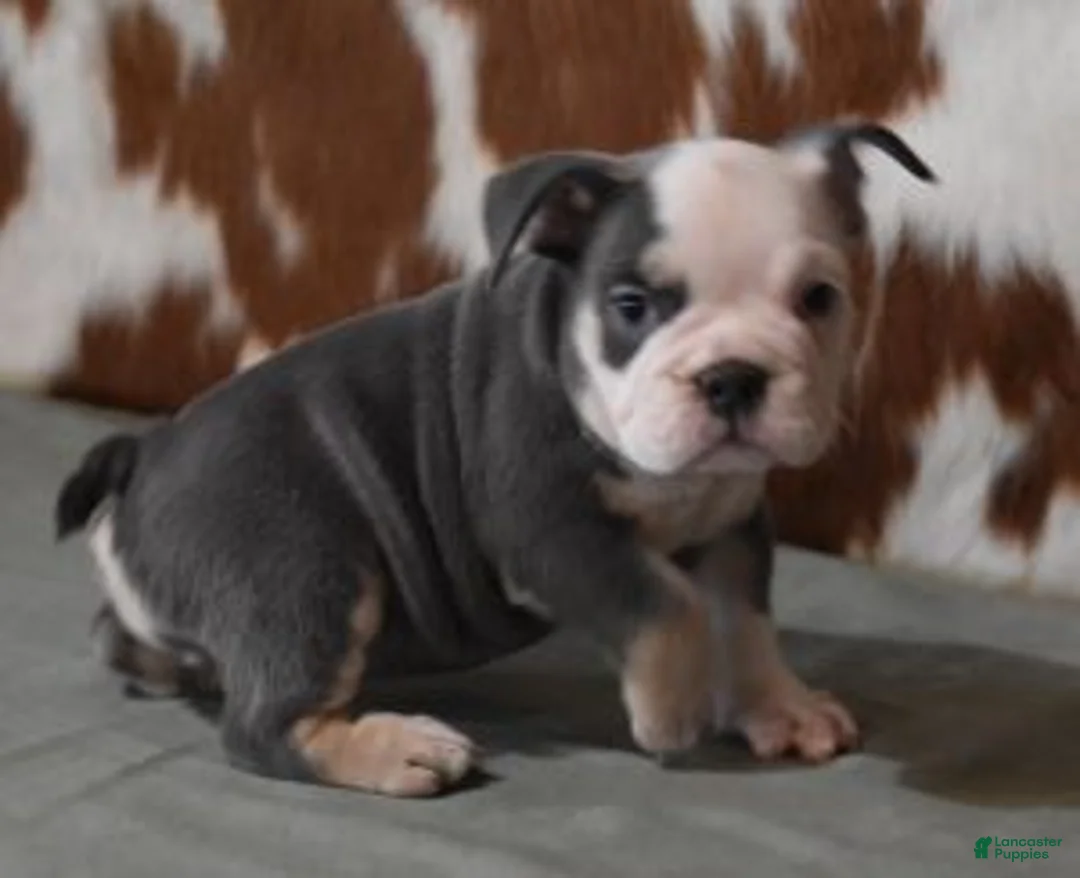 English Bulldog dogs for sale: BREE, FEMALE BLUE TRI - Ad 1