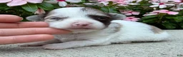 Chihuahua dogs for sale: Luna - Ad 1