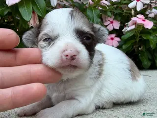 Chihuahua dogs Luna - Ad 27