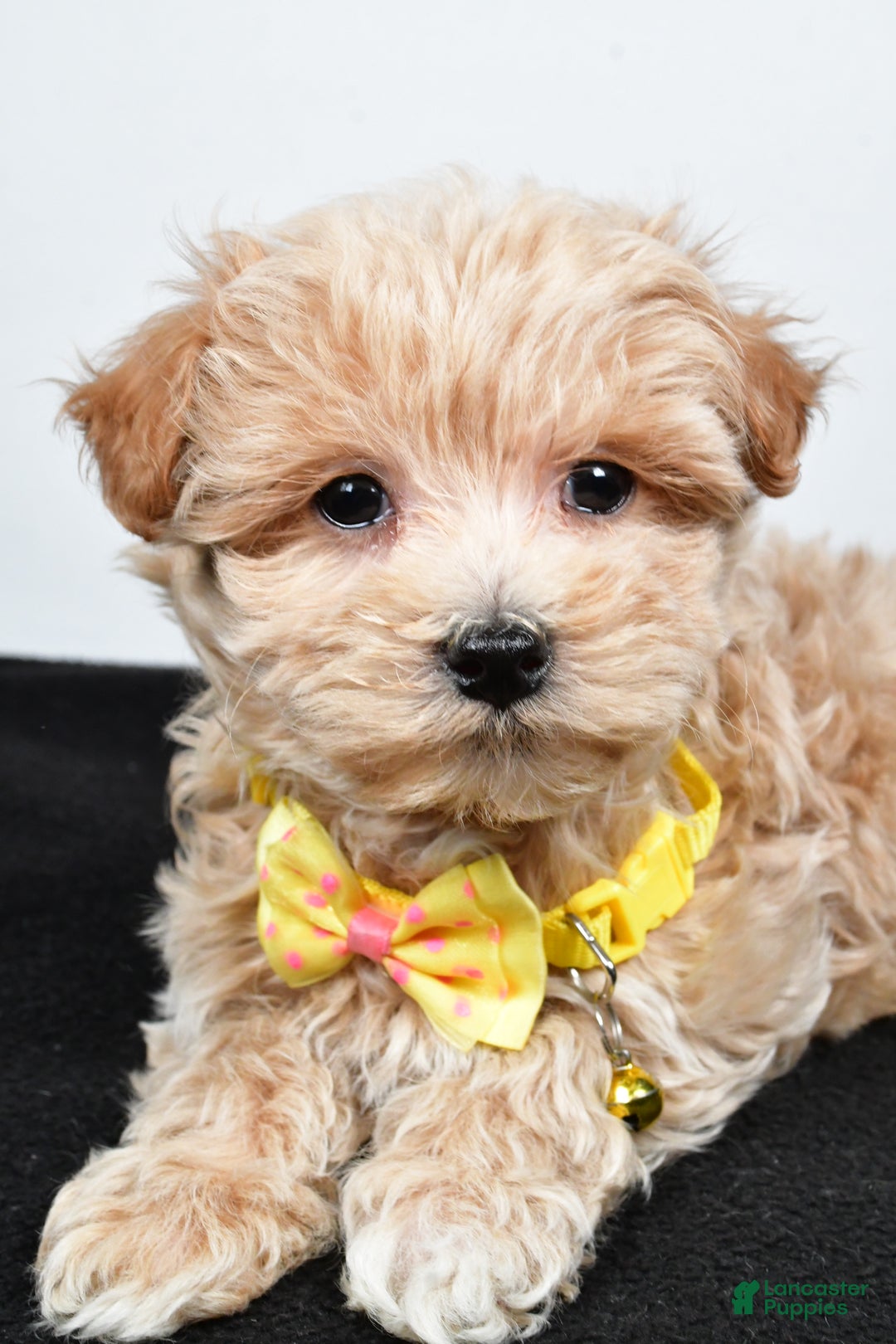 Maltipoo dogs for sale: Splash - Ad 5