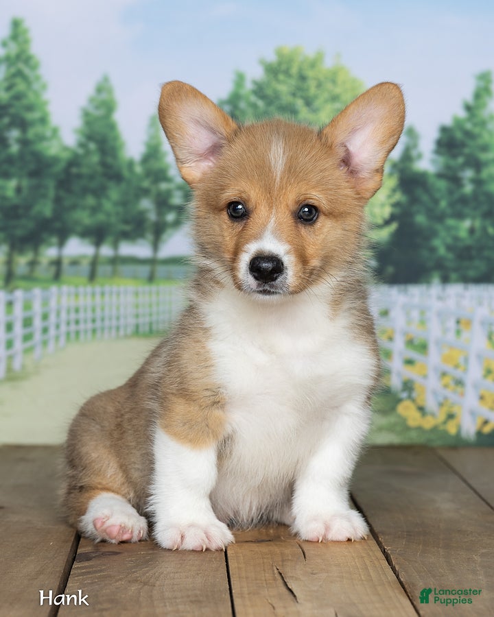 Welsh Corgi Pembroke dogs Hank - Ad 2