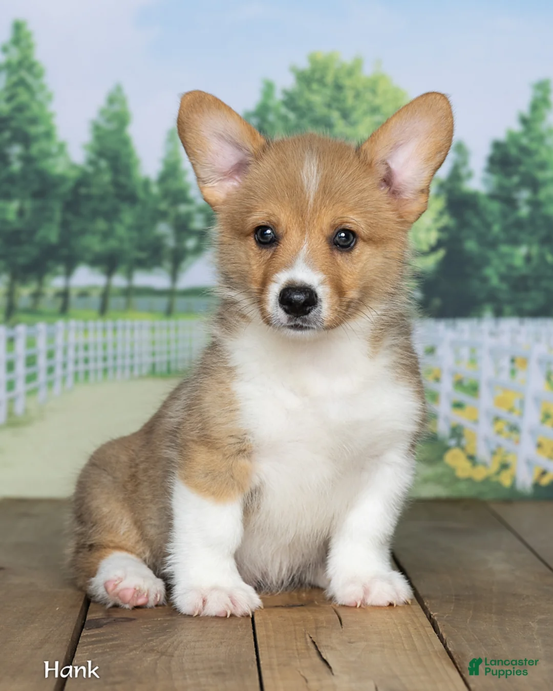 Welsh Corgi Pembroke dogs for sale: Hank - Ad 2