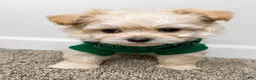 Maltipoo dogs for sale: Theo  - Ad 7