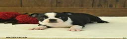 Boston Terrier dogs for sale: Titan - Ad 4