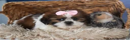 Shih Tzu dogs for sale: COOKIE - Ad 4
