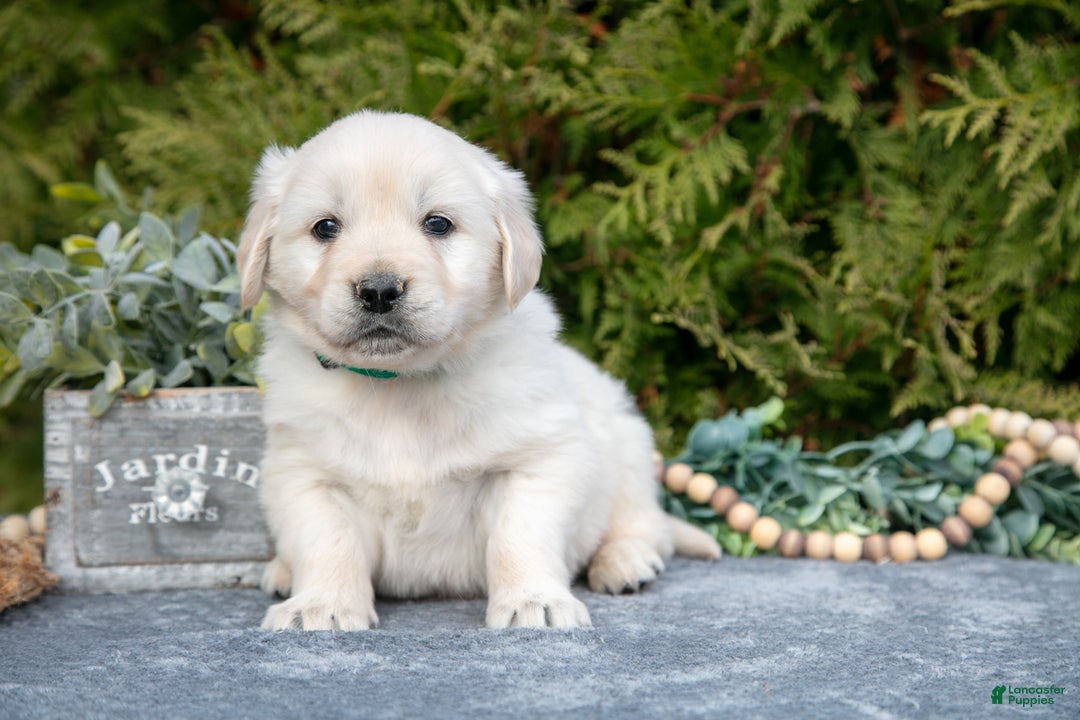 Golden Retriever dogs for sale: Miles - Ad 2