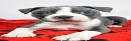 Boston Terrier dogs for sale: Callie - Ad 4