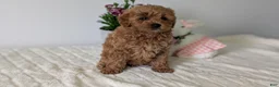 Mini Goldendoodle dogs for sale: Lady - Ad 5