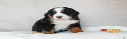 Bernese Mountain Dog dogs for sale: Juniper - Ad 3