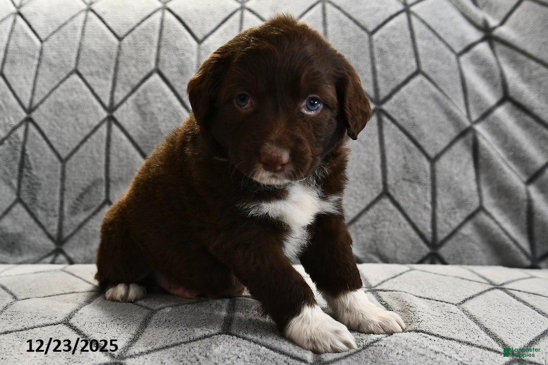 Portuguese Water Dog dogs for sale: Dusky - Ad 13