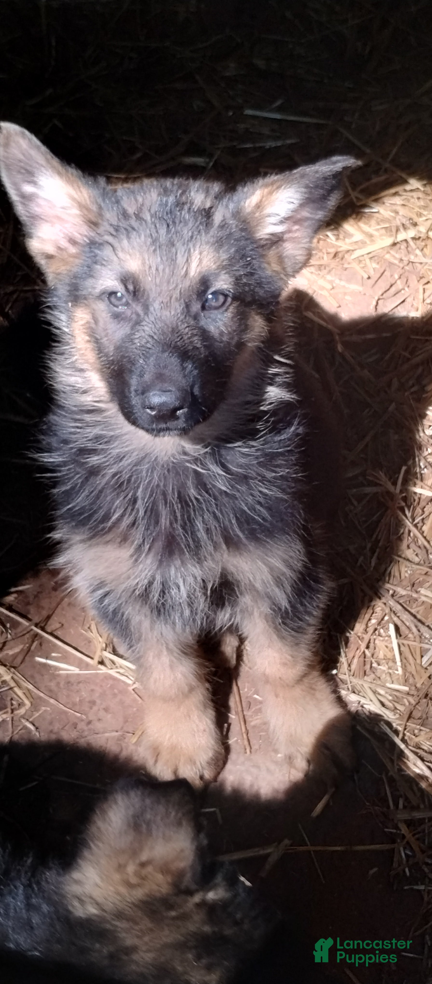 German Shepherd dogs German Shepherd Puppy 2 - Ad 37