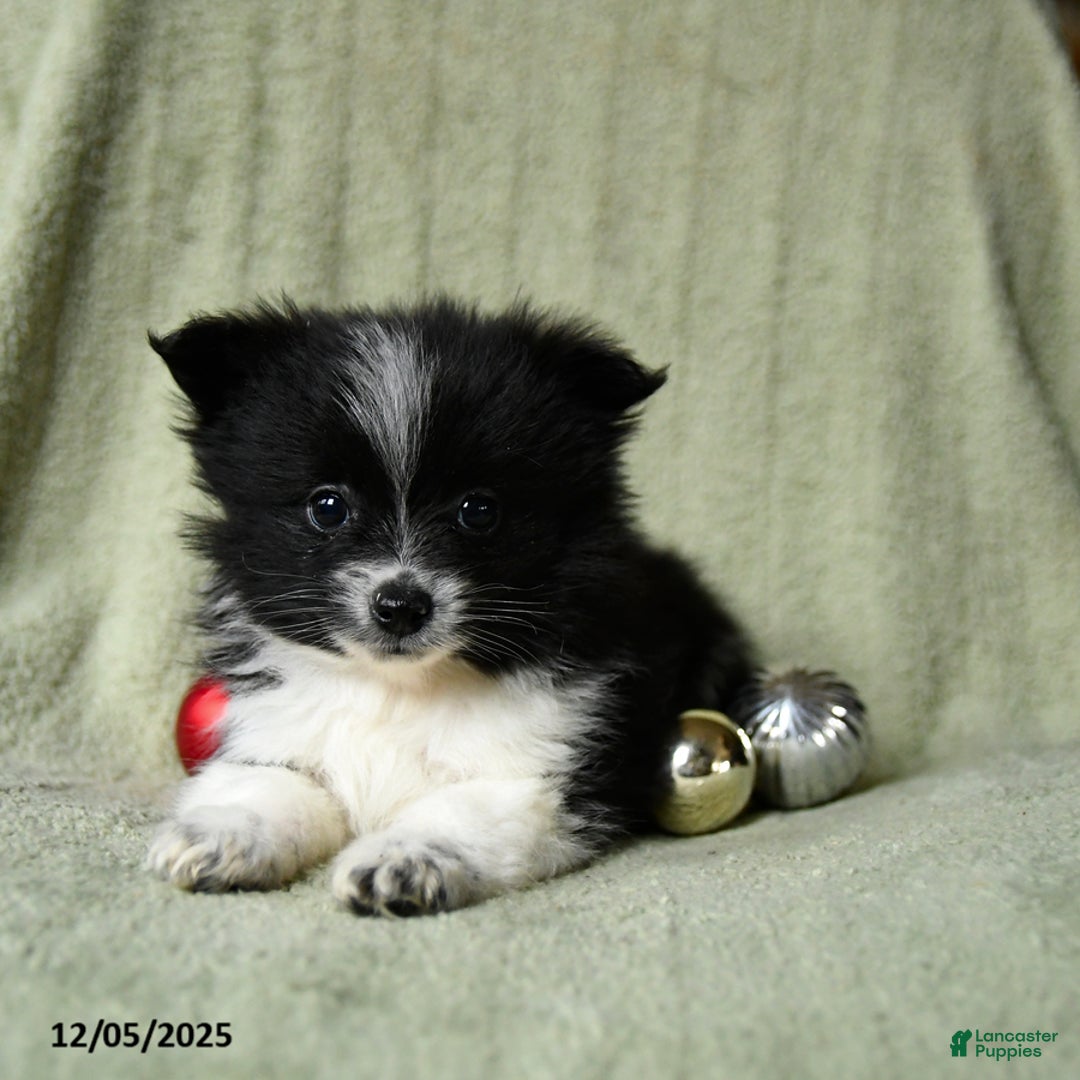 Pomeranian dogs for sale: Sterling - Ad 4