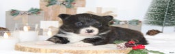 Welsh Corgi Pembroke dogs for sale: Bubba - Ad 1