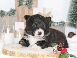 Welsh Corgi Pembroke dogs Bubba - Ad 13