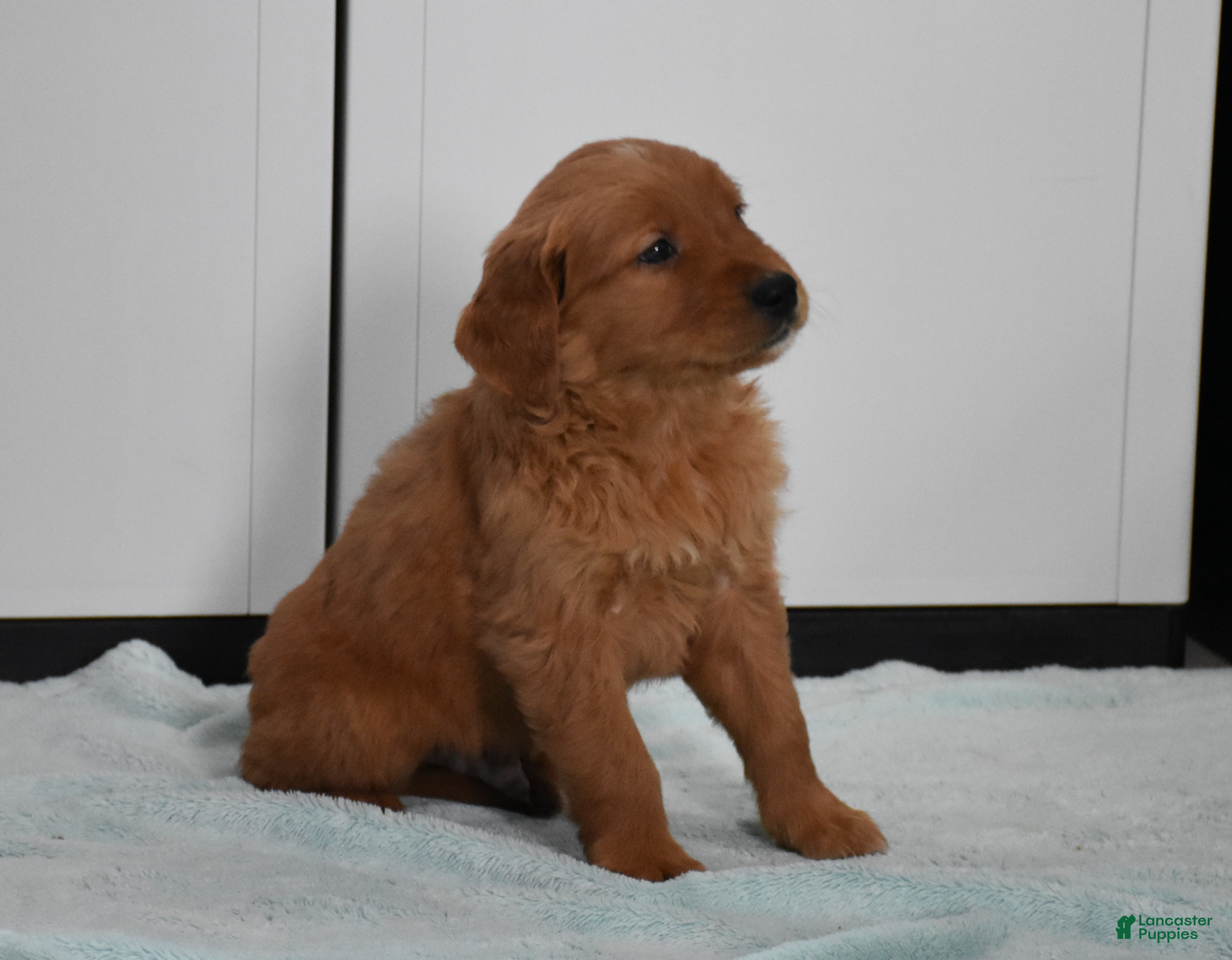 Golden Retriever dogs Tucker Genetic/OFA - Ad 2